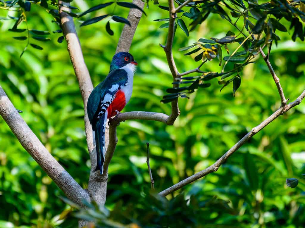 Quẹt ba đuôi Cuba là loài chim quốc gia của Cuba