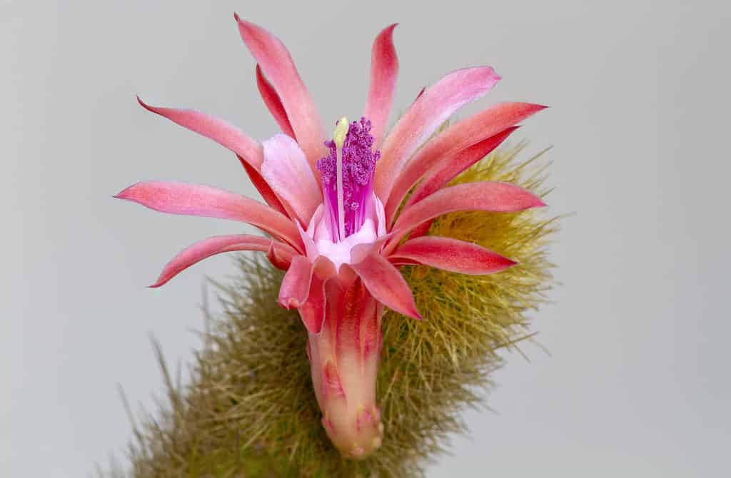 Monkey's tail cactus Hildewintera colademononis