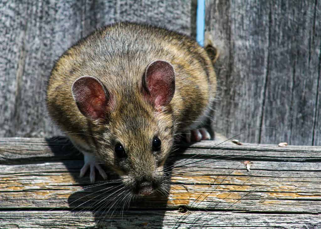 Rats are a vital part of the animal ecosystem.