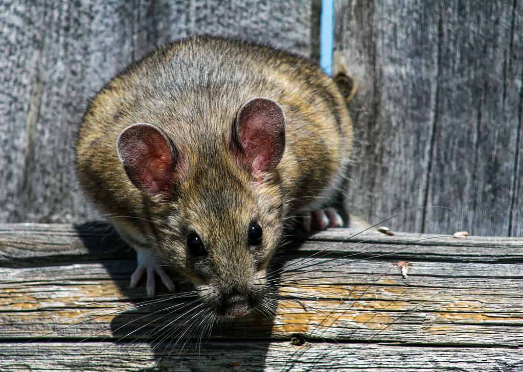 Bushy Tailed Woodrat