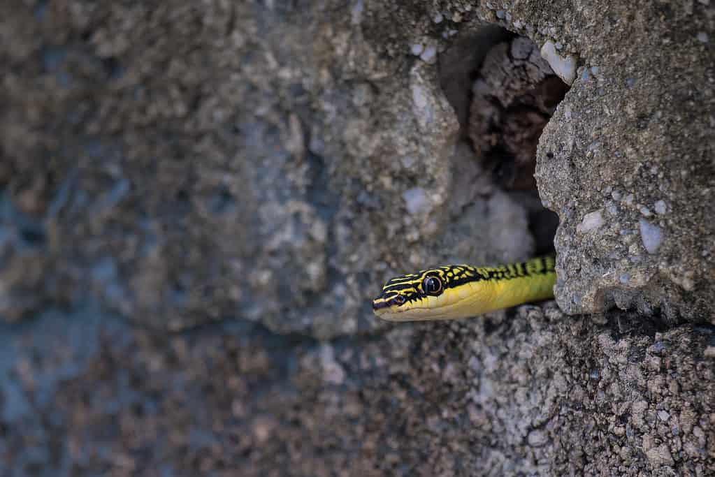 How to Accurately Identify Snake Holes in Your Yard and What to Do Next