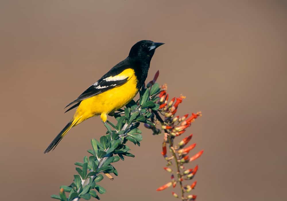 11 Beautiful Yellow And Black Birds Pictures To Help You Correctly 