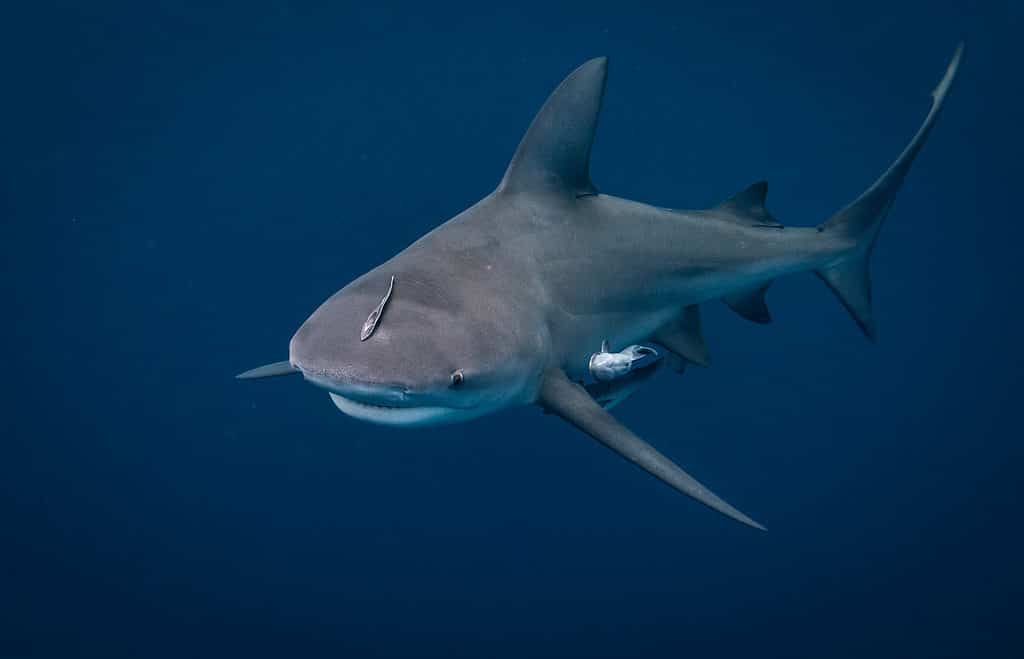 Bull shark in Florida