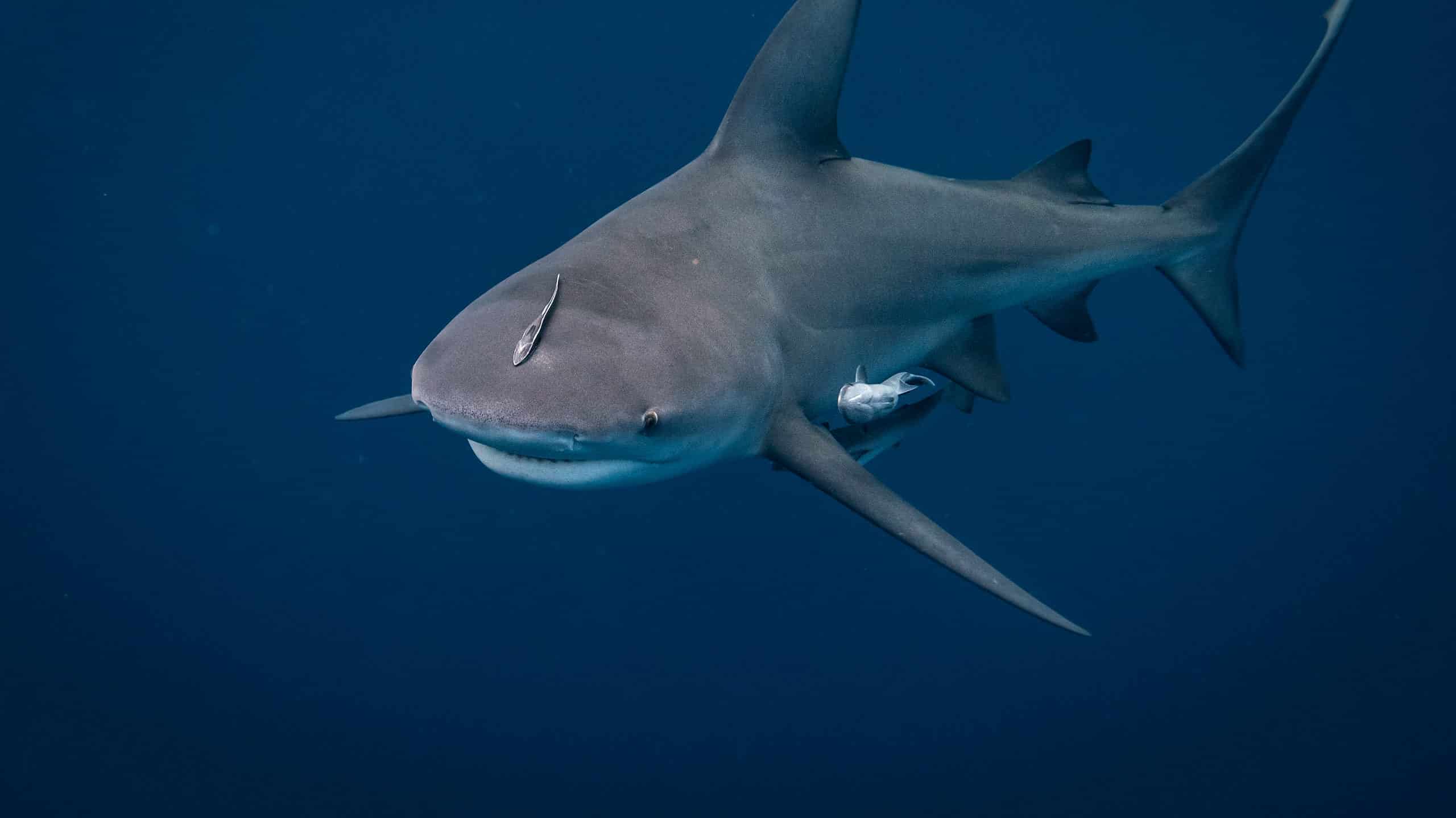 Bull shark in Florida