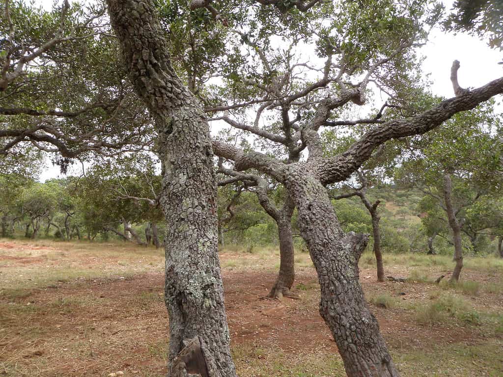 Tapia trees (Uapaca bojeri) at Central Highlands, Madagascar