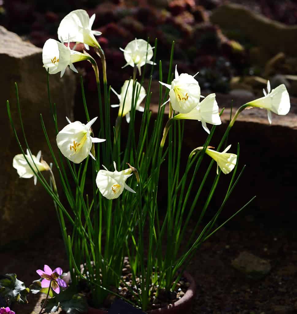 'Spoirot' Bulbocodium Daffodils