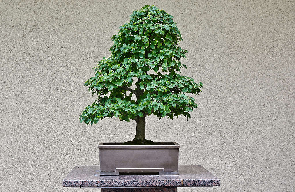 Celtis bonsai isolated on beige background
