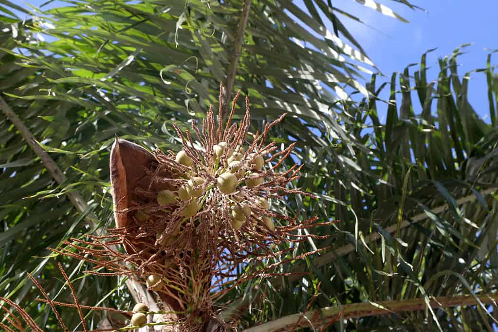 ปาล์มมะพร้าวบราซิล - Acrocomia aculeata