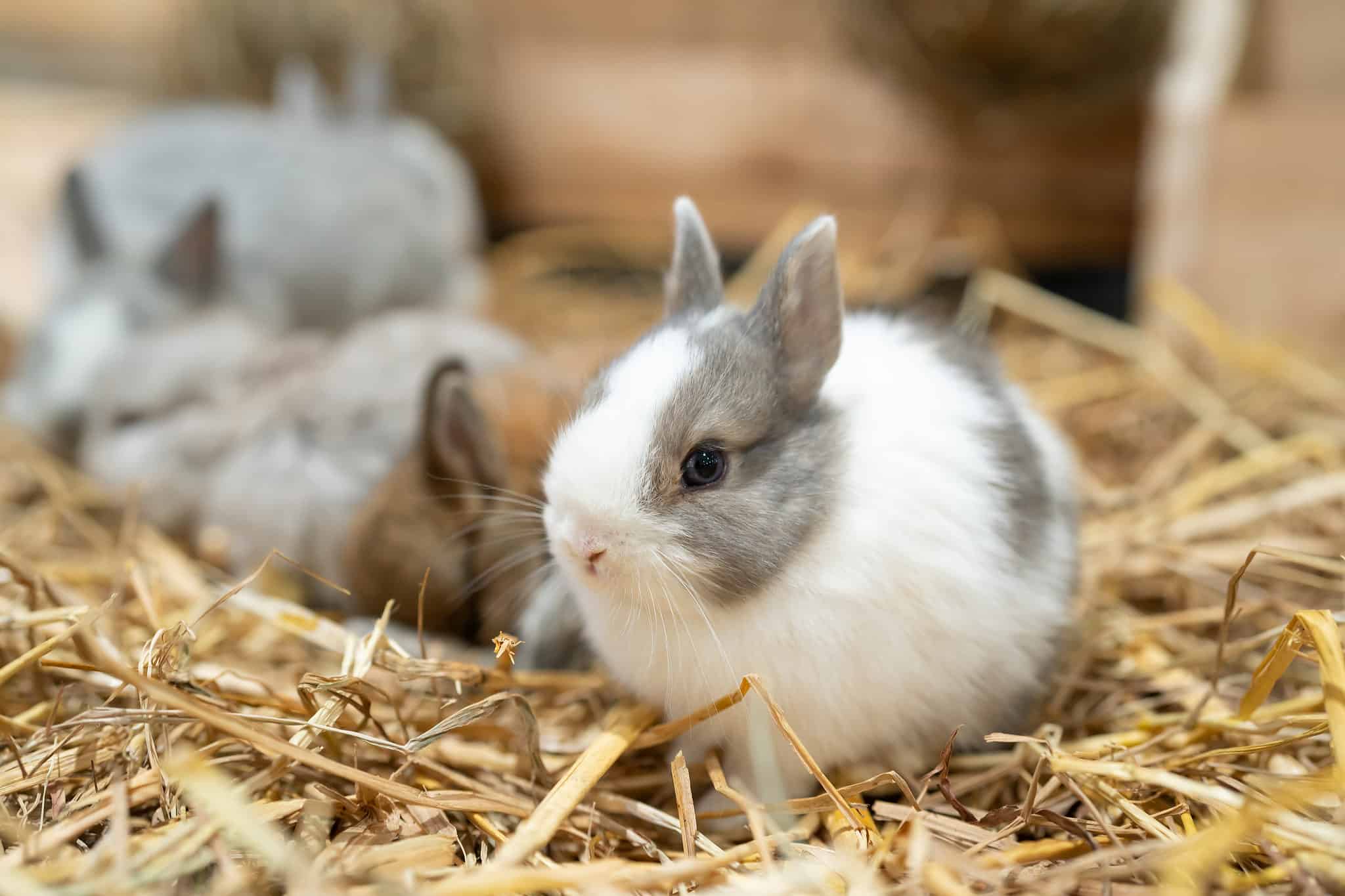 Netherland Dwarf Rabbit Animal Facts | Oryctolagus cuniculus - A-Z Animals