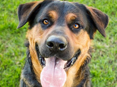 A Rottweiler Mix