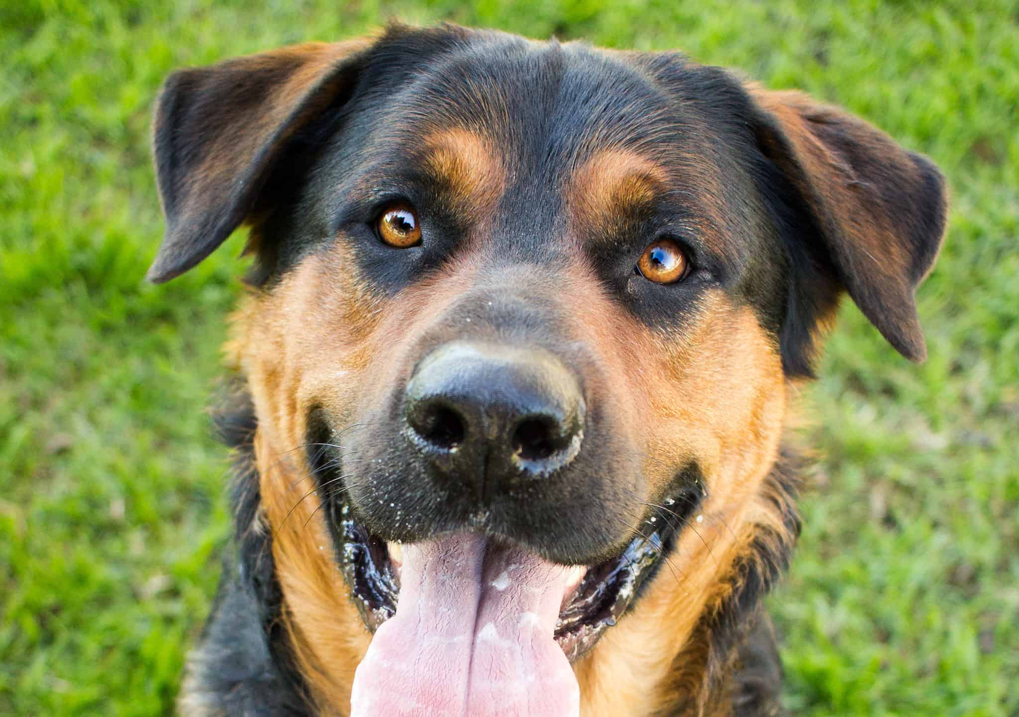 Rottweiler Mix Dog Breed Complete Guide - AZ Animals