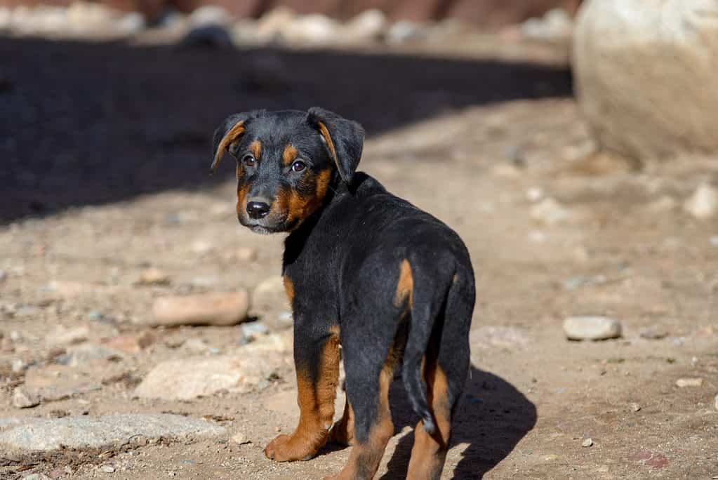 German Rottie puppy