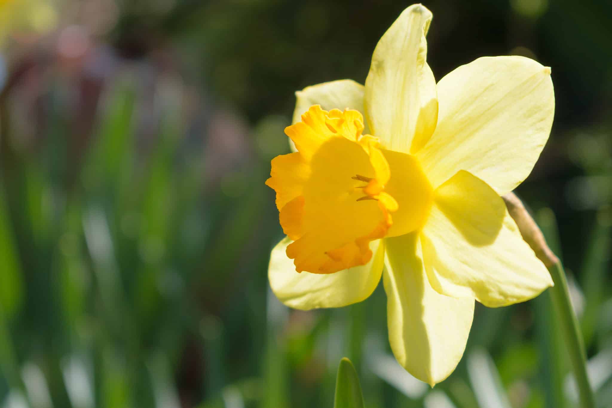 14 Types of Large-Cupped Daffodils - A-Z Animals