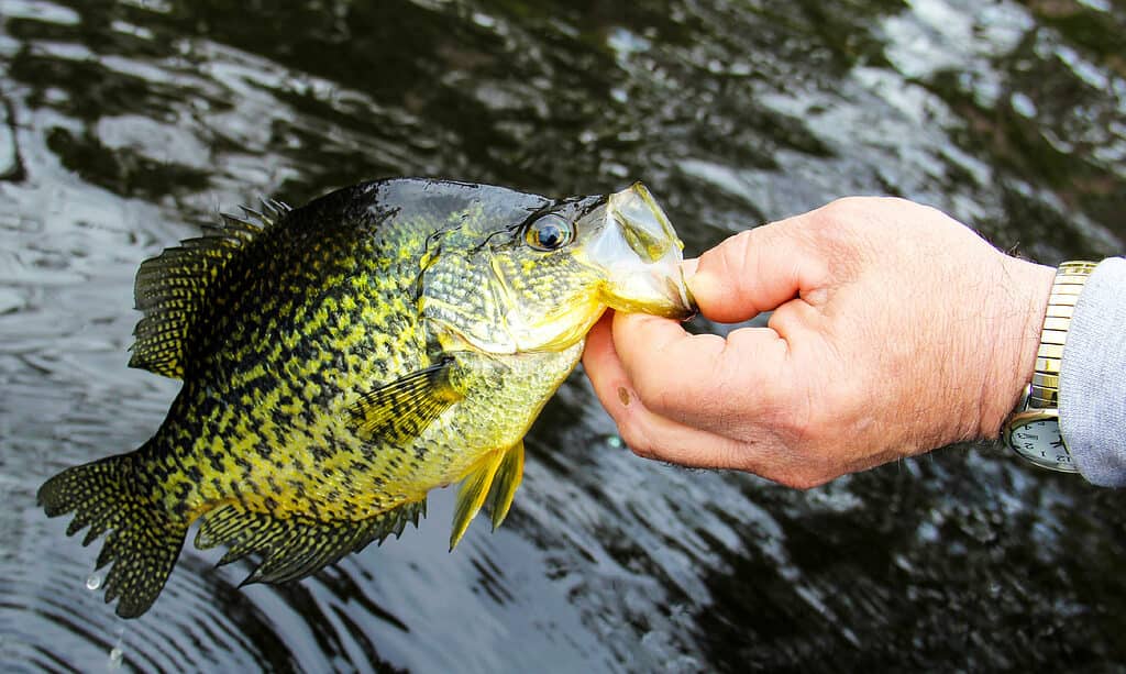 Crappie