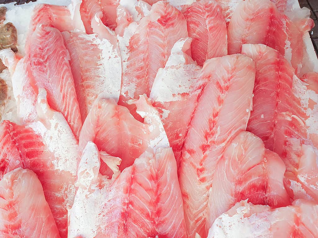 Nile perch fillet on ice for sale.