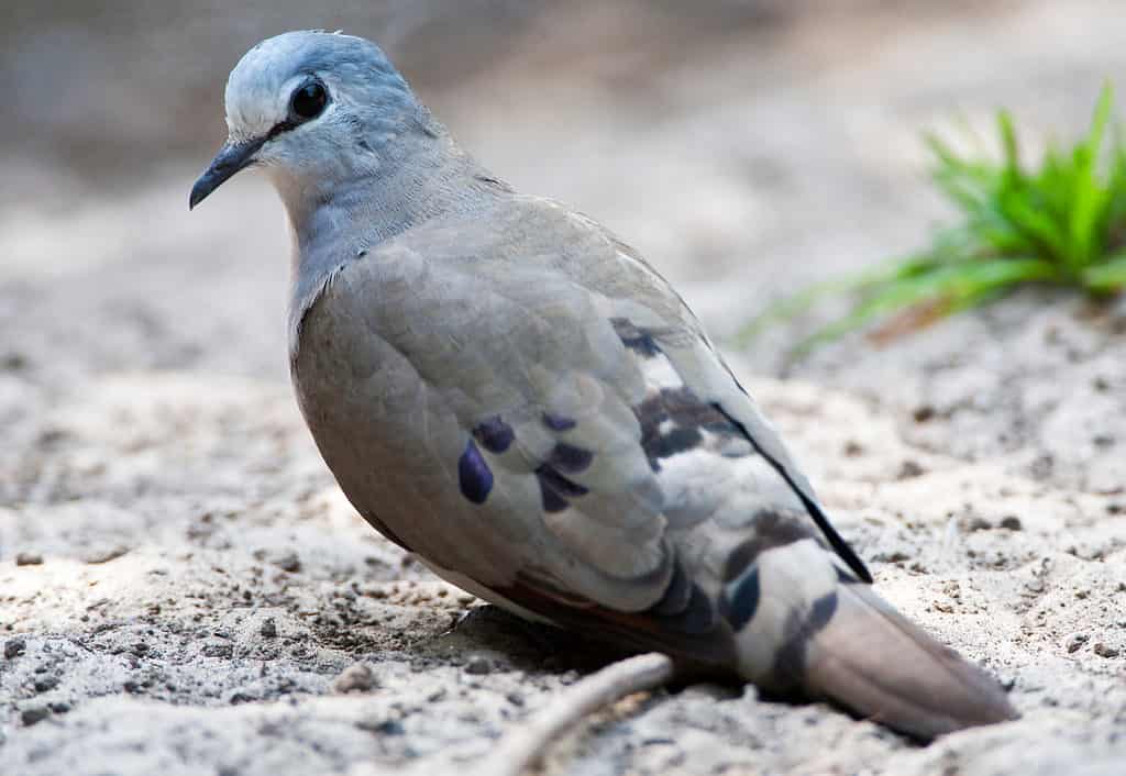 Wood-Dove à bec noir (Turtur abyssinicus) debout sur le sol dans la forêt sèche de Gambie.  Regarder par-dessus ses épaules.