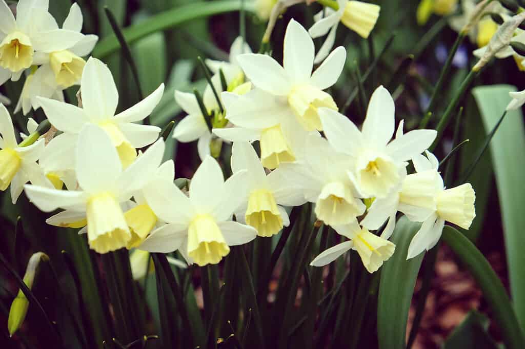 'Sailboat' Jonquil Daffodil