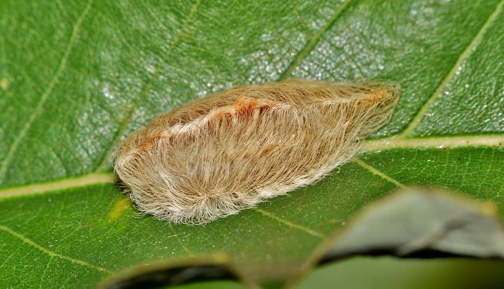 Macro of a Southern flannel moth caterpillar, called a puss caterpillar. It s covered in lkhaki colored hair. It is is rounder on the end in the left frame. The end in the right frame comes to a point. It is on a green leaf with visible veins.