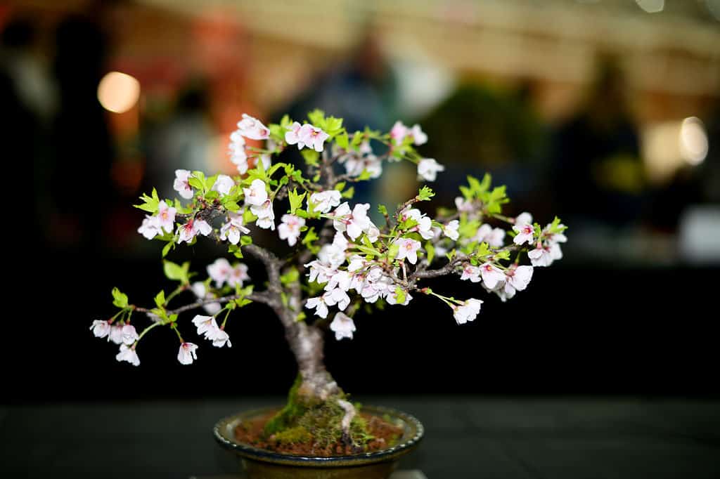 cherry blossom bonsai