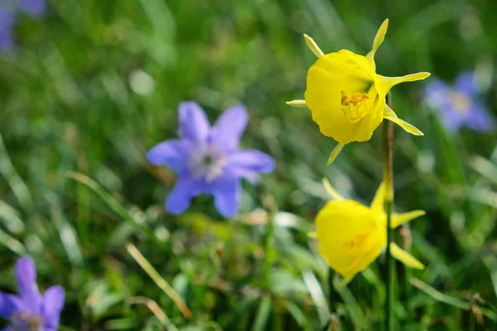 'Golden Bells' Bulbocodium Daffodils