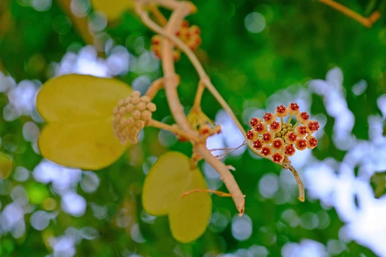 Sweetheart hoya flowers close up