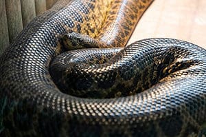 This 33 Foot Anaconda Is So Big You Need a Crane To Lift It Picture