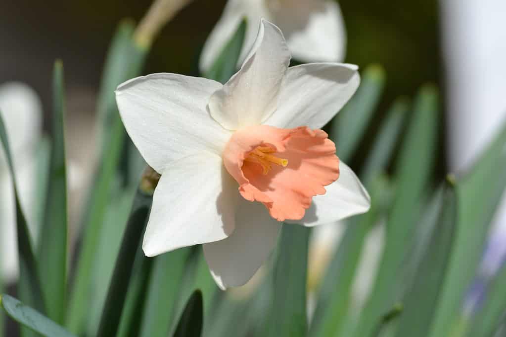 'Pink Pride' Large-Cupped Daffodil