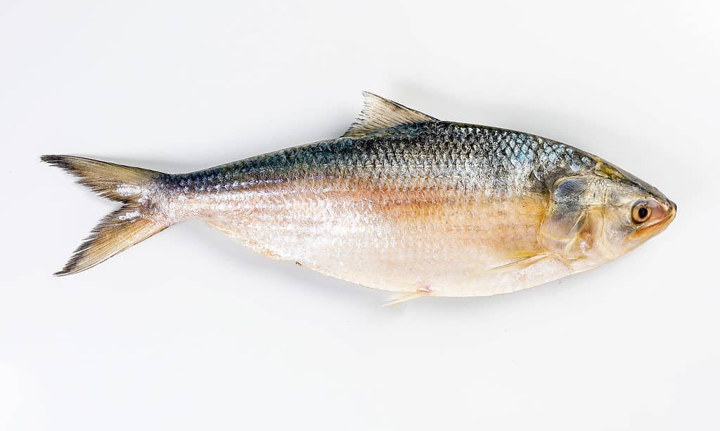 hilsa 