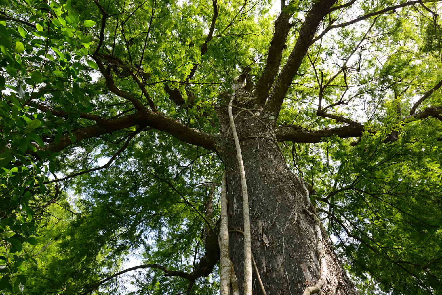 Discover the Oldest Tree in Florida AZ Animals