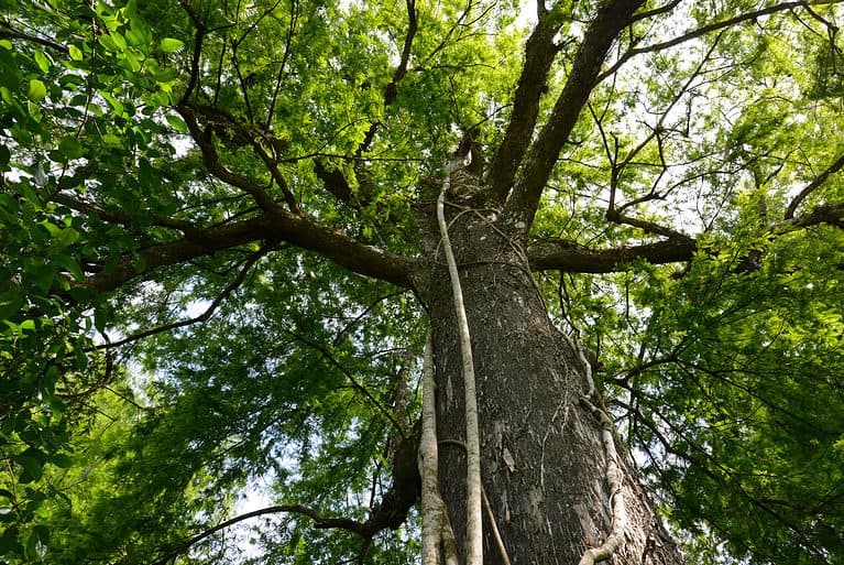 Cypress tree