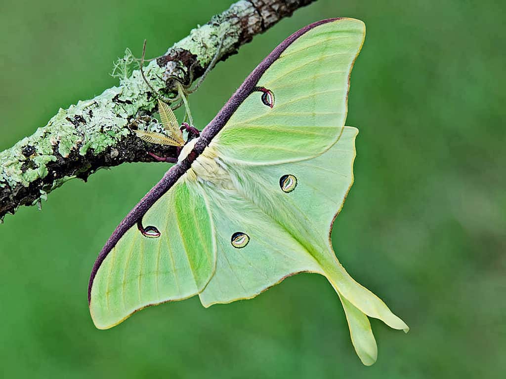 Macro of a bright green luna moth. The moth is perched on a tree branch. It is mostly bright green with red/brown trim on its upper wings.