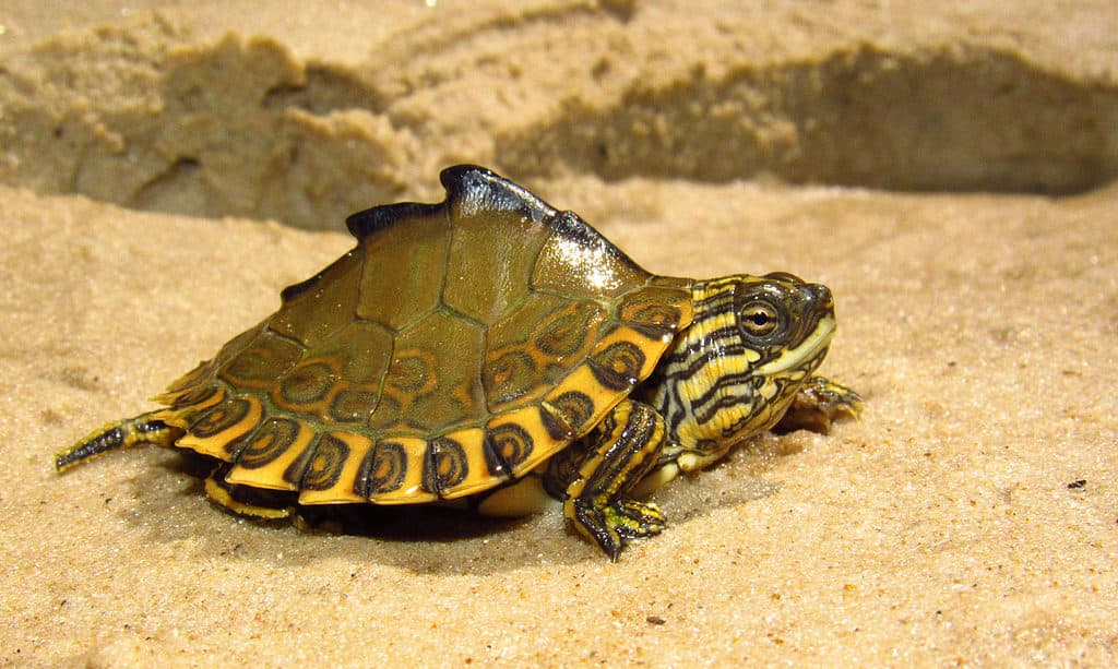 Pascagoula Map Turtle