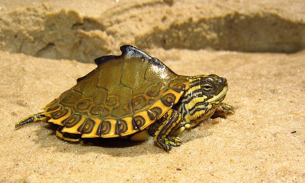 Turtles Quiz: What Do You Know? - A-Z Animals