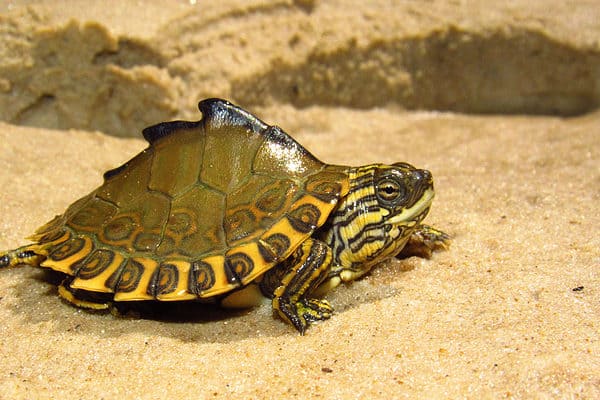 The Pascagoula map turtle is considered the second-rarest Graptemys species.