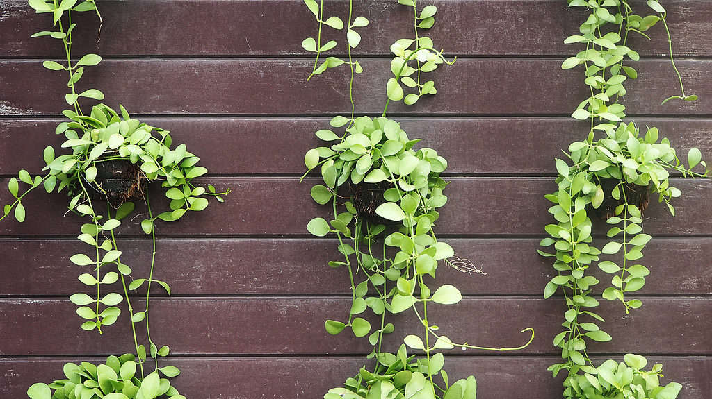 Dischidia nummularia or string of nickels