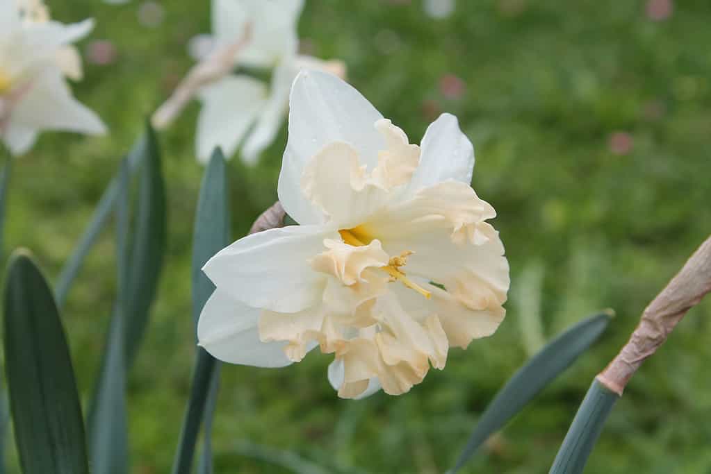 'Palmares' Split-Cupped Collar Daffodil