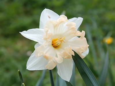 A The 13 Daffodil Divisions, Explained