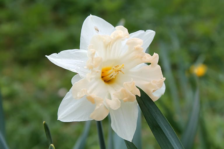 'Palmares' Split-Cupped Collar Daffodil
