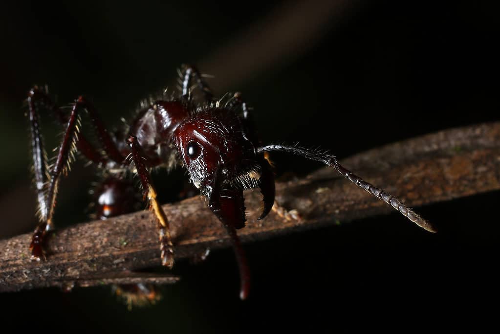 Bullet Ant