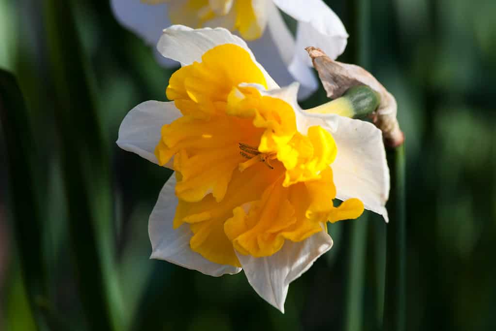 'Orangery' Split-Cupped Collar Daffodil