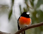 flame robin in Australia