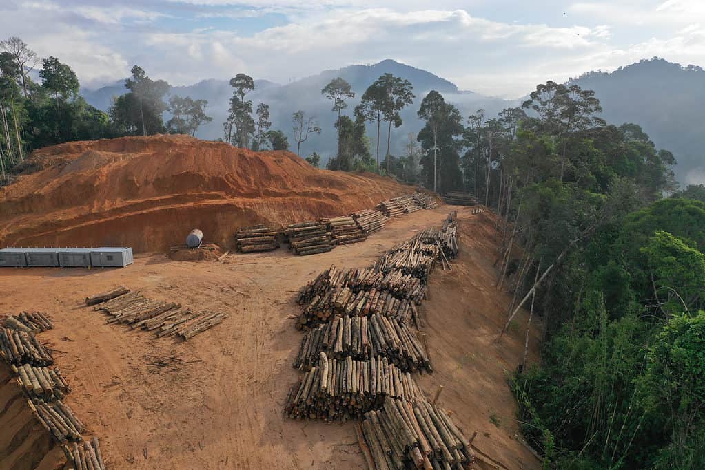 Photograph of a mountain top that has been destroyed by logging. Brownish red dirt is visible where all of the trees have been clear-cut. Many tree trunks are seen in the center frame. The destroyed mountaintop is dimmed with live, green trees. In the background are mountain tops that have not been destroyed.