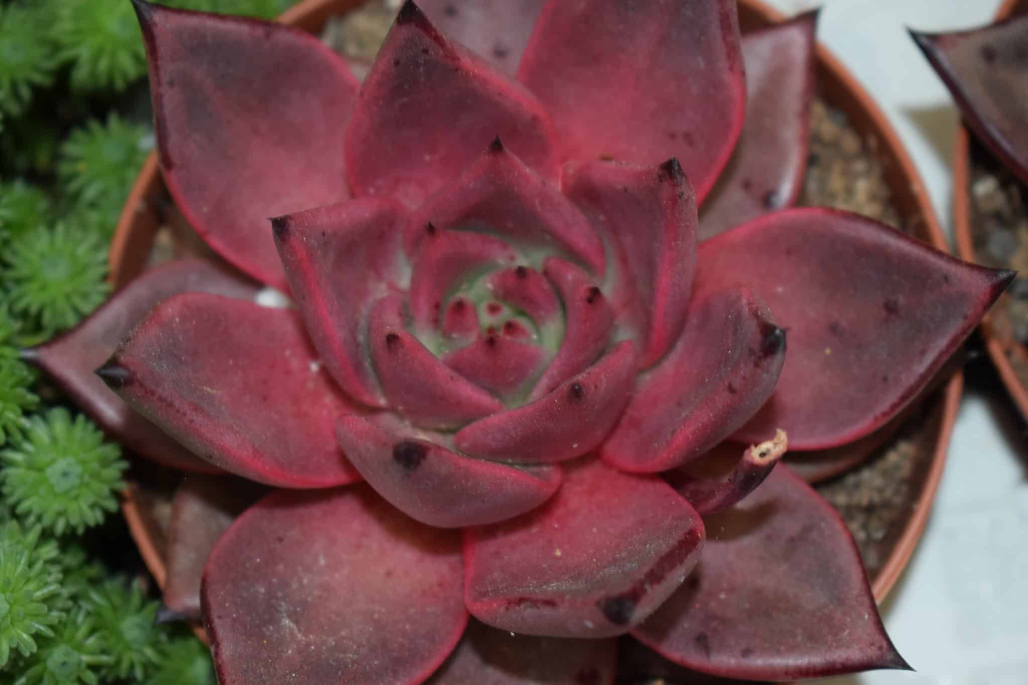 6 Types of Red Succulents - A-Z Animals