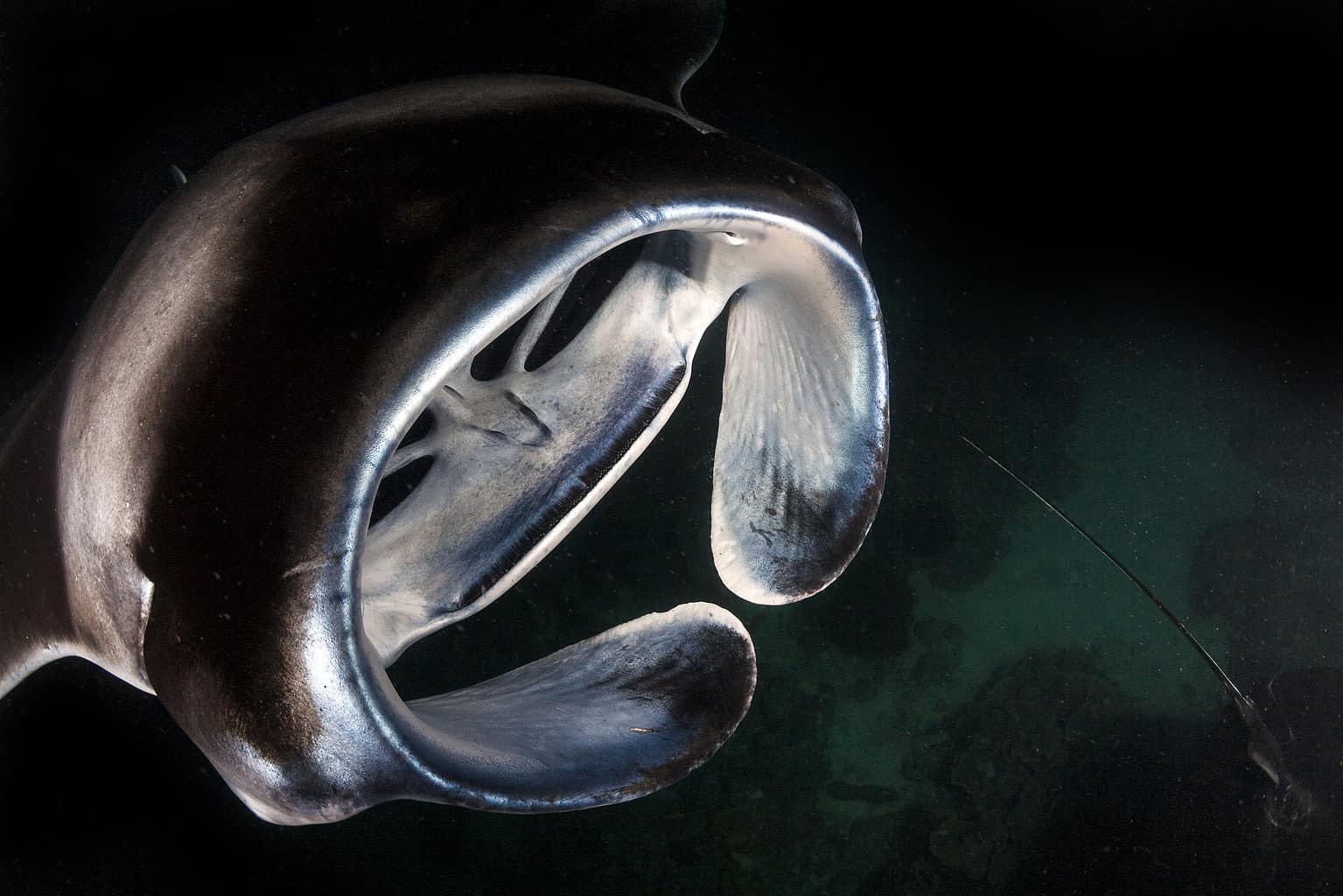 Manta Ray Teeth - A-Z Animals