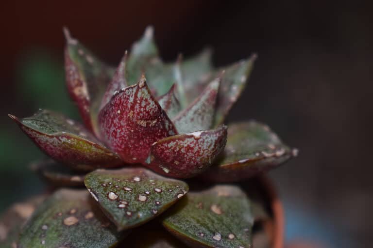 Echeveria purpusorum succulent