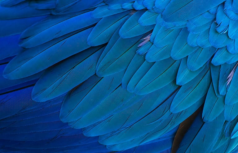 Blue feathers