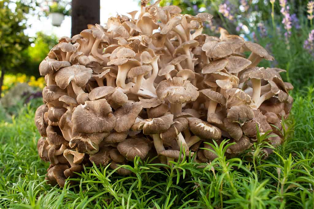 Maitake mushroom, Grifola frondosa grow in an overlapping cluster