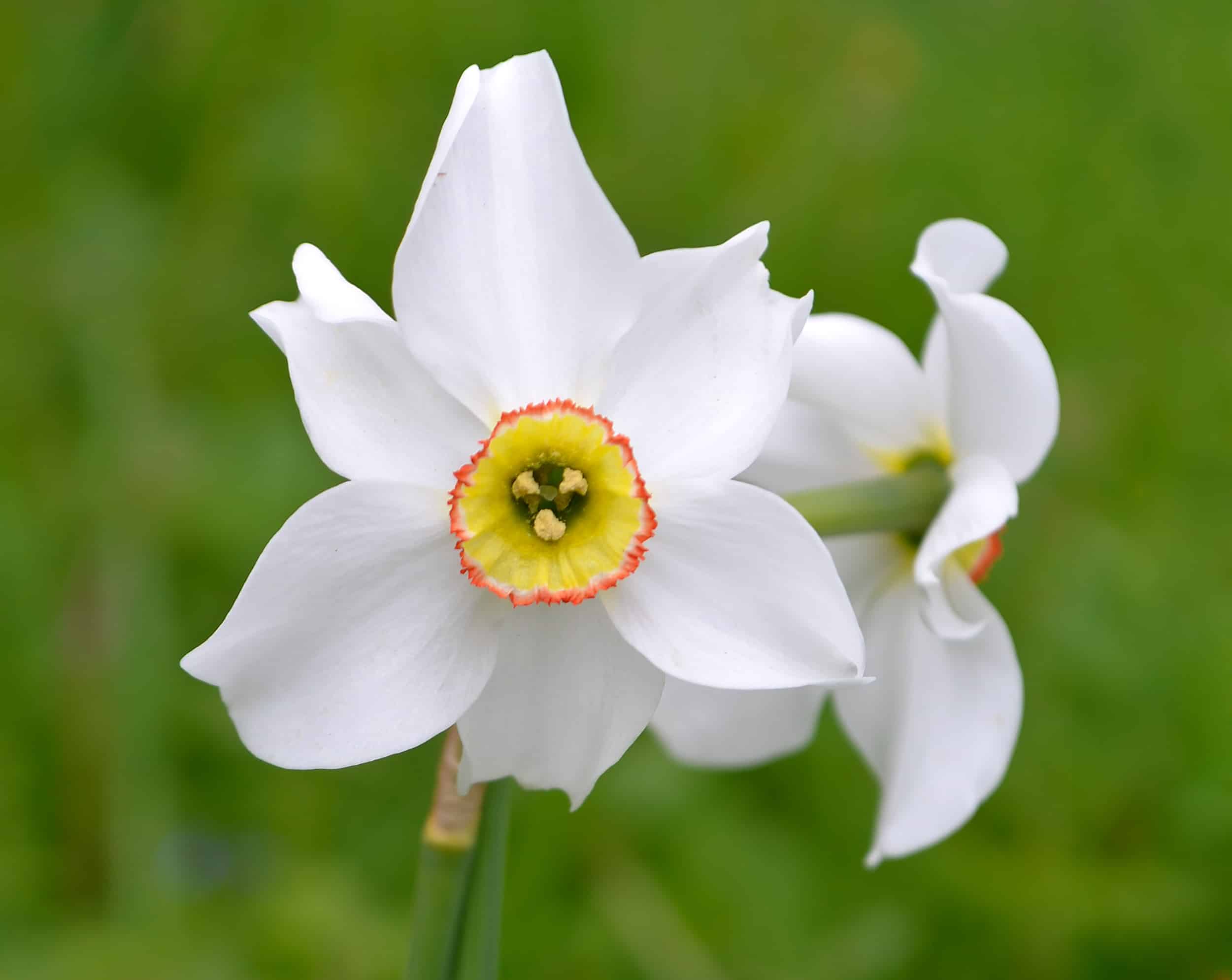 Narcissus poeticus var. recurvus daffodil