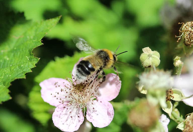 Macro photo of a Gypsy cuckoo bumblebee hovering on a faintly pink five petaled flower with mini stamens in the middle.. The bee is facing away from the front of the frame its tail is clearly visible and is white. It has three segments of black and then is primarily yellow with the black at its wing base. The background is out of focus greenery
