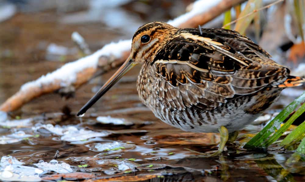 Wilson's snipe